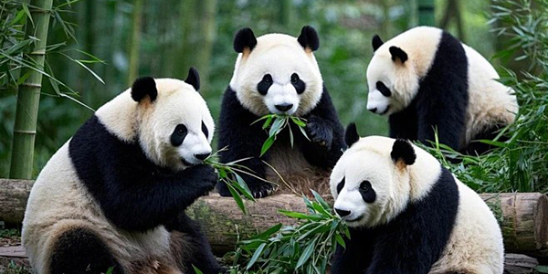 核电站安全保障全场景监测系统