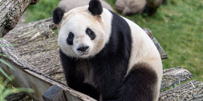 熊猫板块（测试 漏液监测系统应用行业）